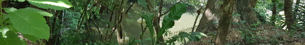 Cenote Xtoloc long
